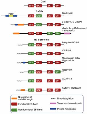 Caldendrin and Calneurons—EF-Hand CaM-Like Calcium Sensors With Unique Features and Specialized Neuronal Functions